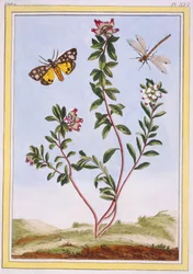 Le Petit arbousier des Alpes（山のヘザー）、1776年頃（手塗りの彫刻）